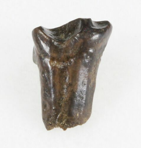 Leptoceratops Tooth - Montana #30505
